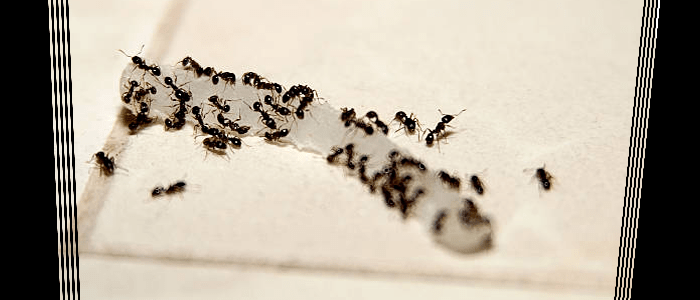 Ant Control Pyrmont, NSW
